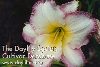Daylily Seal of Approval